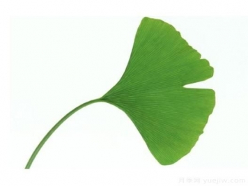 如何辨別銀杏雌雄植株？