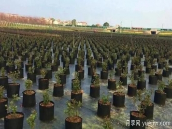 育苗容器影響苗木生長嗎？應(yīng)該如何選擇容器苗？