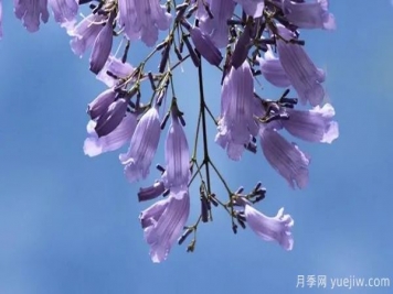 網(wǎng)紅樹木悄然興起，是否預(yù)示著大好行情？
