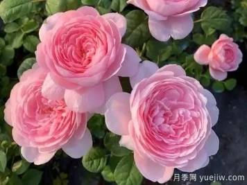 嬌俏仙子粉嫩少女心，瑞典女王月季