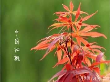 紅楓，4個(gè)紅楓品種是秋日植物里亮麗的風(fēng)景線(xiàn)