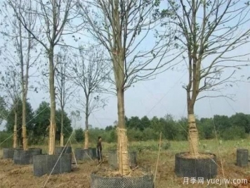 容器苗與傳統(tǒng)的大地育苗相比，優(yōu)點顯而易見