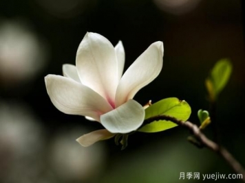 廣玉蘭的養(yǎng)護過程都需要注意哪些問題？