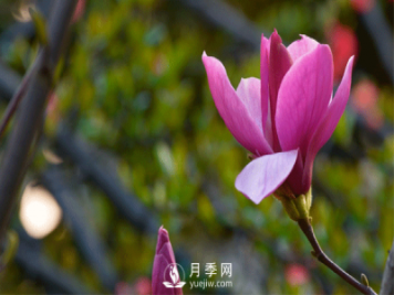 南陽(yáng)苗木基地殖玉蘭花注意什么？什么時(shí)候開(kāi)花呢？