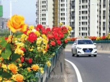 打造市花月季花海！鄭州要用三年時(shí)間建設(shè)月季花城