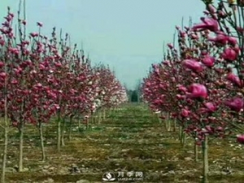 紅玉蘭樹(shù)的經(jīng)濟(jì)價(jià)值表現(xiàn)在哪些地方，你了解過(guò)嗎？