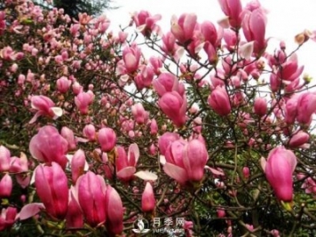 紅玉蘭樹苗葉子干枯掉落應(yīng)該如何處理？