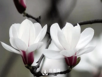 要想養(yǎng)護(hù)好白玉蘭盆景，要注意土壤，陽(yáng)光水肥幾個(gè)方面的工作