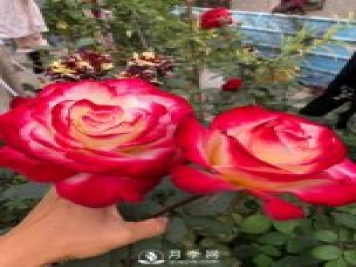 紅雙喜月季，盆栽花卉新寵，香飄滿室，四季有花看