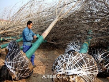“買全國、賣全國”，濱州冬季苗木交易忙