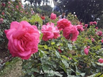 好多年沒到深圳人民公園看月季花展了，不知今年如何