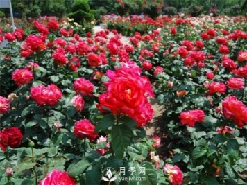 農(nóng)民投資月季種植，致富前景怎么樣？