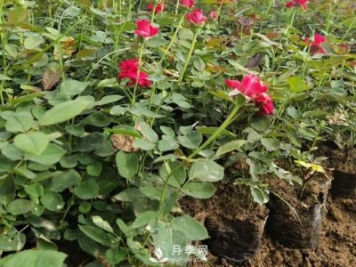 月季苗價格多少一棵？南陽月季種植基地報價