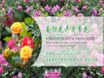 購買大花月季苗時(shí)需要注意的點(diǎn)