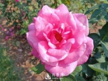 2021月季花展，深圳人民公園300多個(gè)月季品種期待……