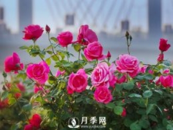 月季，竟有這般豐富的綠化應(yīng)用造景