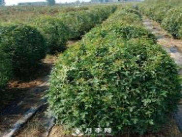 春天來了，采購造型月季花球的好時(shí)機(jī)