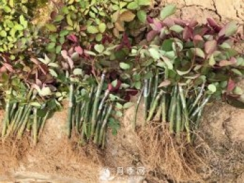 專(zhuān)家心得來(lái)告訴你月季的扦插方法