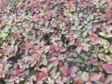 南陽月季小苗3月長勢茁壯，4月進(jìn)入上市售賣期