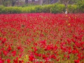 四川南允30萬株豐花月季盛開，千姿百態(tài)等您來賞