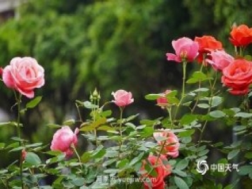 重慶街頭月季盛開，扮靚山城四月景觀