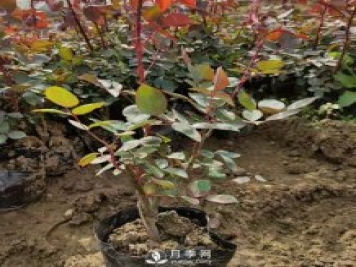 大花盆栽月季批發(fā)，粉扇.緋扇.口紅.金鳳凰