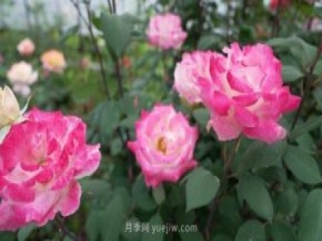 杭州滿城月季綻放，驚艷背后有他功勞