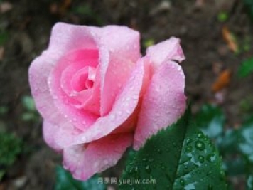 實(shí)體店買月季花更放心，為什么花友還喜歡從網(wǎng)上買？