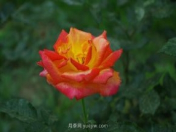 賞石家莊月季市花，遨游月季公園五月花海