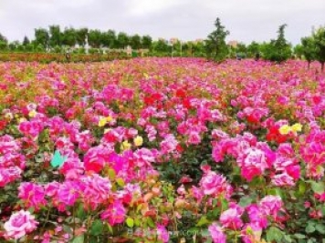 月季花開相約咸陽，去咸陽看月季