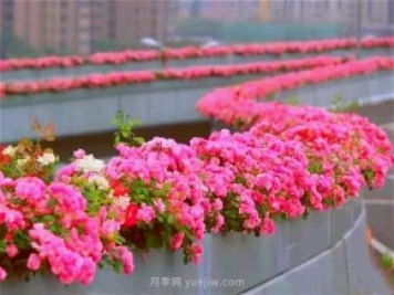 杭州有全國最美花路，大道兩旁開滿月季花，堵車都是享受