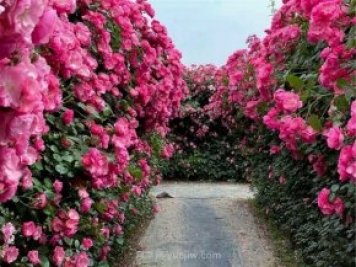 鄭州漫花里藤本月季花海，網(wǎng)友稱之為“花海迷宮”紛紛去打卡