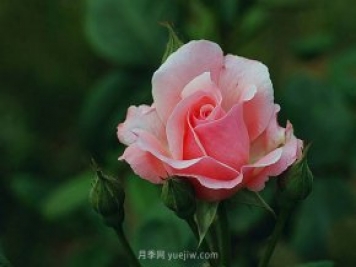 月季花需要在什么時候扦插？扦插的辦法有哪些？