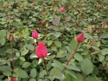 月季扦插發(fā)芽要掐掉嗎？