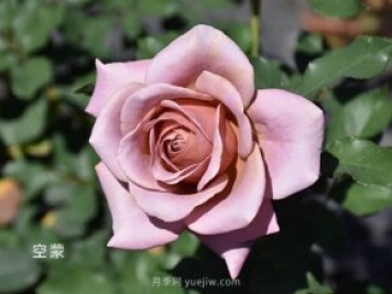 天津市市花？是月季嗎