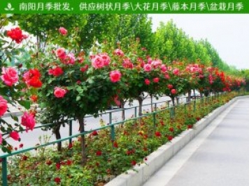 月季網(wǎng)分享，園林綠化中各類景觀樹的應(yīng)用和選擇