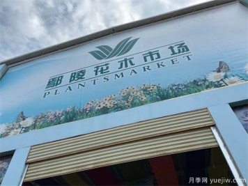 河南鄢陵花木市場助力鄉(xiāng)村振興 朝陽產(chǎn)業(yè)帶來百姓致富路