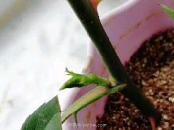 扦插的月季花枝條沒長(zhǎng)根就出花苞正常嗎？