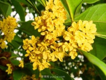 桂花樹(shù)不能隨便挪，移栽時(shí)間和如何養(yǎng)護(hù)