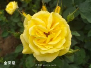 金鳳凰，綠化工程選擇黃色大花月季