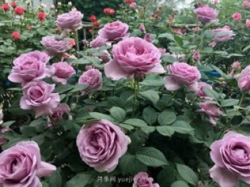最全林業(yè)術(shù)語，苗木人必讀！