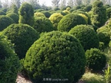大葉黃楊球修剪打理的9個要素