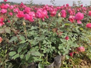 一年生大花月季盆栽杯苗價(jià)格 南陽大花月季基地2021年秋季報(bào)價(jià)