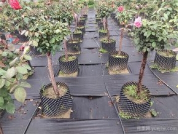 樹狀月季容器苗和假植容器苗的不同，教你分清楚