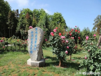 月季與美麗鄉(xiāng)村：保山騰沖老寨子，花在我眼前盛開(kāi)