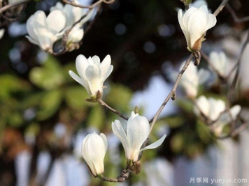 南陽玉蘭基地簡述二喬玉蘭、白玉蘭、廣玉蘭、紫玉蘭的區(qū)別？