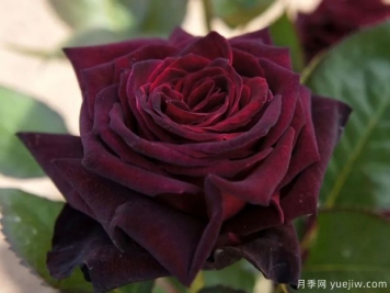 黑巴克月季和黑魔術(shù)月季有什么區(qū)別？哪個更黑
