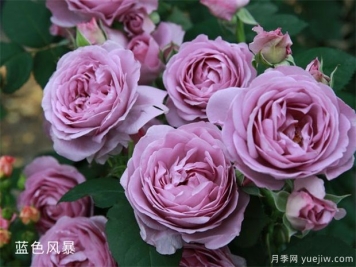 藍(lán)色風(fēng)暴和藍(lán)色陰雨的優(yōu)缺點是什么？對比