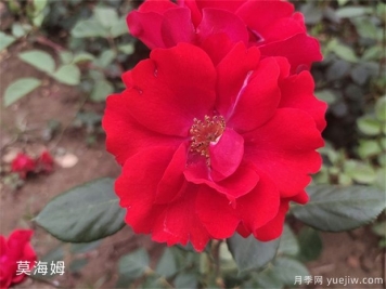 莫海姆月季的種植方法知道嗎？
