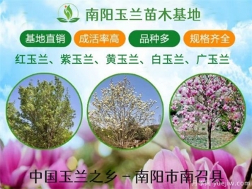 河南廣玉蘭常見(jiàn)的造型有哪些呢？這些造型如何做呢？